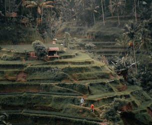 Tegalalang Rice Terraces Private Tour with Balinese Lunch